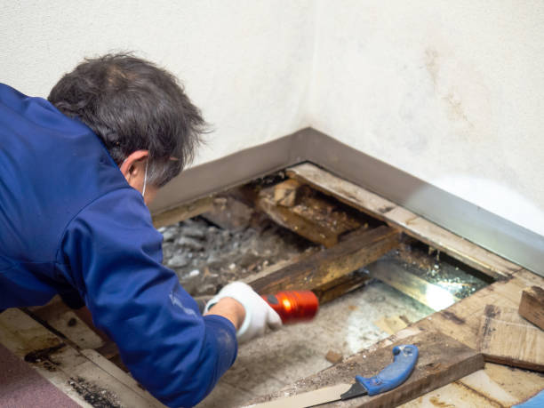 Best Basement Mold Remediation in West University Place, TX