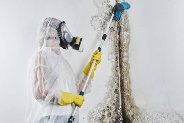 Best DIY Mold Remediation Support Services in West University Place, TX