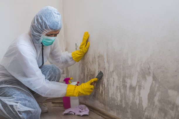 Best Mold Testing and Inspection Services in West University Place, TX
