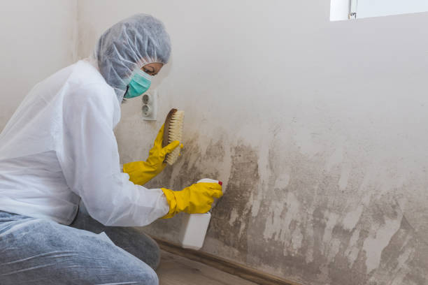 Best Attic Mold Remediation in West University Place, TX