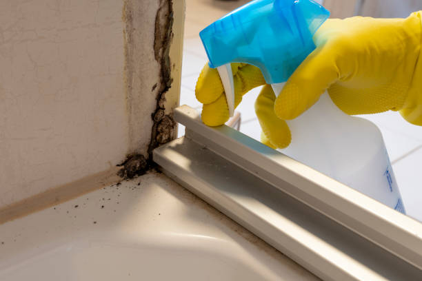 Best Kitchen Mold Remediation in West University Place, TX
