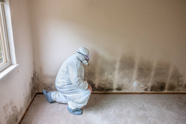 Best Industrial Mold Remediation in West University Place, TX