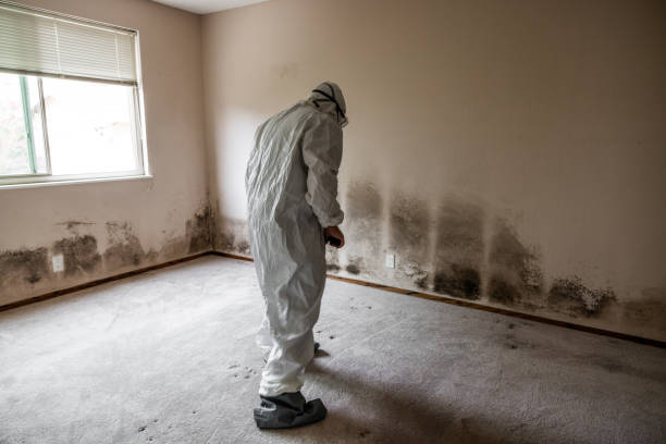 Best DIY Mold Remediation Support Services in West University Place, TX